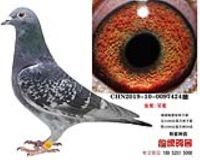 吴淞种鸽15