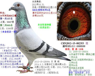 純高輩分詹森優秀種鴿第一種雌直子