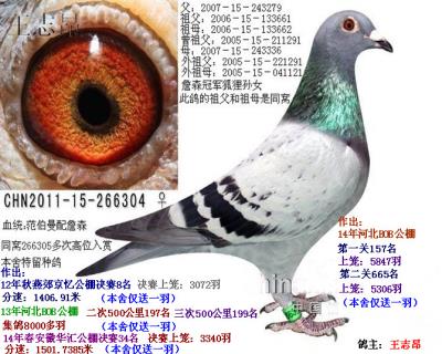 優秀種雌(我最喜歡的一羽雌鴿)