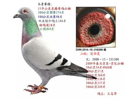 第一種雄直孫