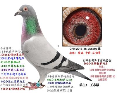 三關鴿王總冠軍5個前二