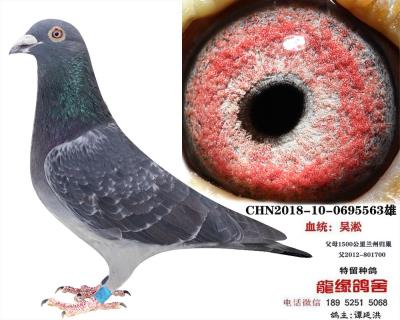 吴淞种鸽15