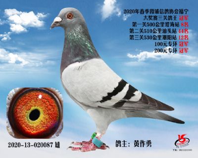 霞浦鴿協三關鴿王冠軍