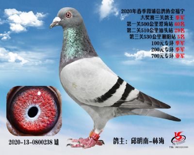 霞浦鴿協三關鴿王季軍