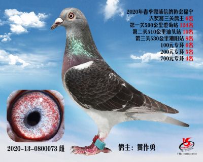 霞浦鴿協三關鴿王6名