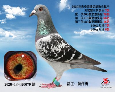 霞浦鴿協三關鴿王7名