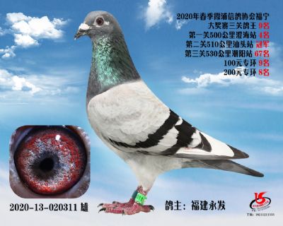 霞浦鴿協三關鴿王9名
