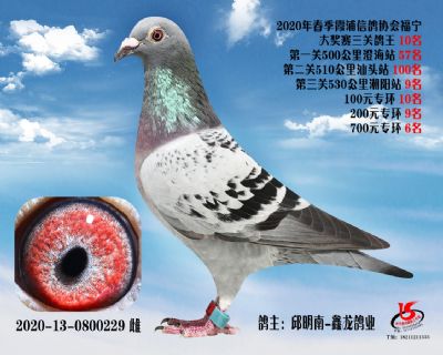 霞浦鴿協三關鴿王10名