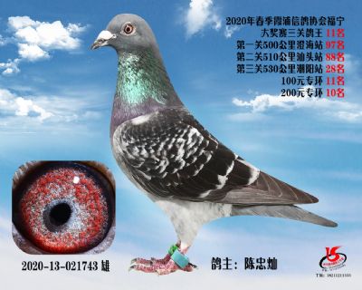 霞浦鴿協三關鴿王11名