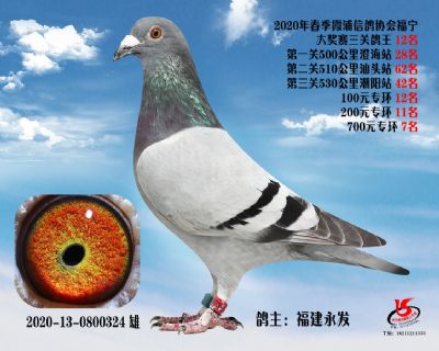 霞浦鴿協三關鴿王12名