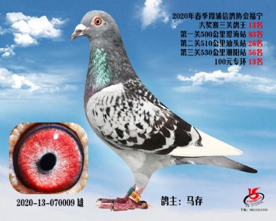 霞浦鴿協三關鴿王13名