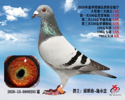 霞浦鴿協三關鴿王14名