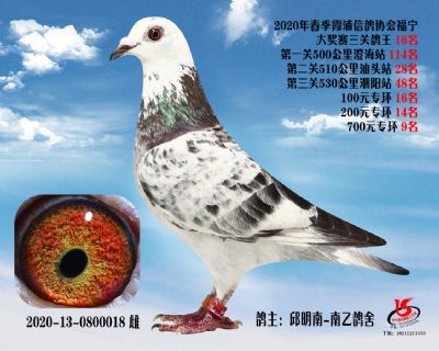 霞浦鴿協三關鴿王16名
