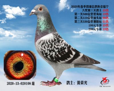 霞浦鴿協三關鴿王15名