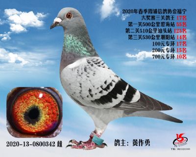 霞浦鴿協三關鴿王17名