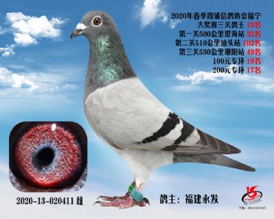 霞浦鴿協三關鴿王19名