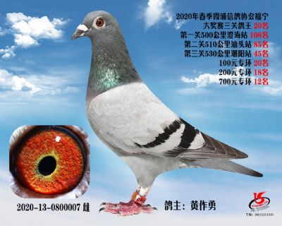 霞浦鴿協三關鴿王20名