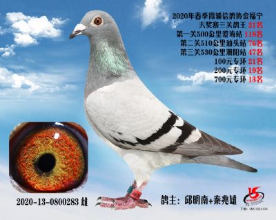 霞浦鴿協三關鴿王21名