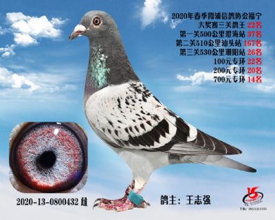 霞浦鴿協三關鴿王22名