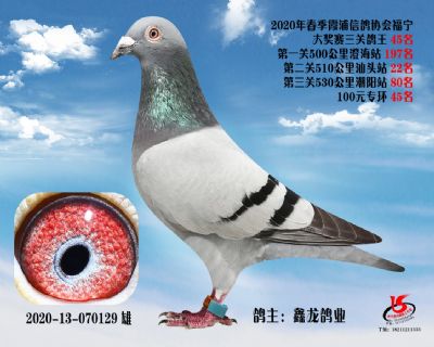 霞浦鴿協三關鴿王45名