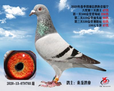霞浦鴿協三關鴿王47名