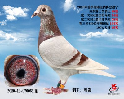 霞浦鴿協三關鴿王48名