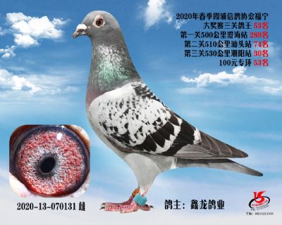 霞浦鴿協三關鴿王53名