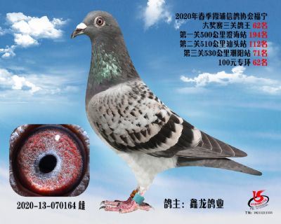 霞浦鴿協三關鴿王62名