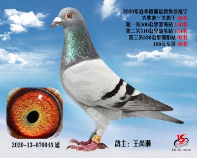 霞浦鴿協三關鴿王63名