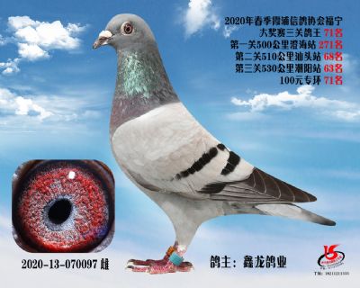 霞浦鴿協三關鴿王71名