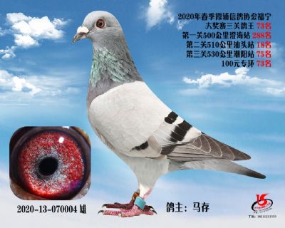 霞浦鴿協三關鴿王73名