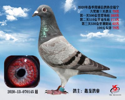 霞浦鴿協三關鴿王79名