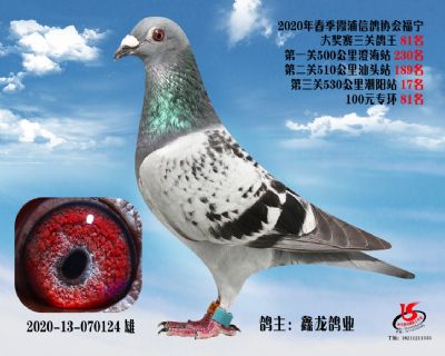 霞浦鴿協三關鴿王81名
