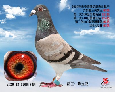 霞浦鴿協三關鴿王83名