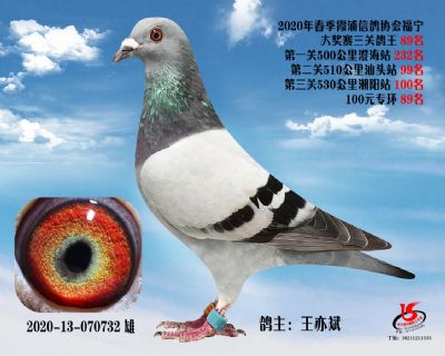 霞浦鴿協三關鴿王89名