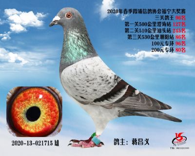 霞浦鴿協三關鴿王96名