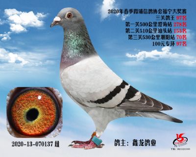 霞浦鴿協三關鴿王97名