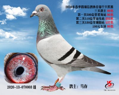 霞浦鴿協三關鴿王99名