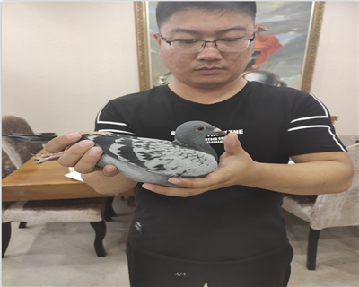 100%葛思頓.范德瓦爾血統,大銘鴿“奶酪小子”多重回血鴿