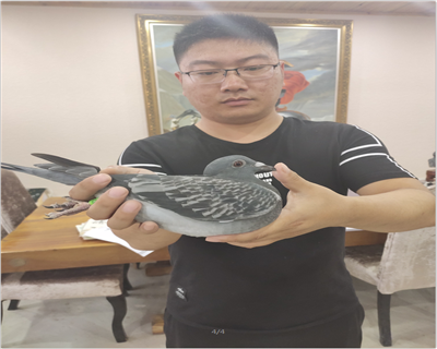 100%蓋比血統,魯迪曾孫,大銘鴿“閃電號”回血近親