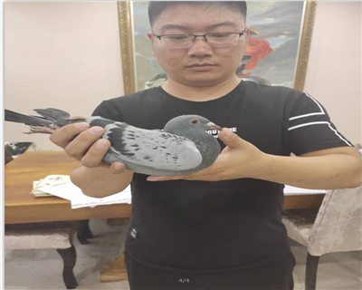 影視鴿業精選幼鴿,愛亞卡普原舍X林德洛夫原舍