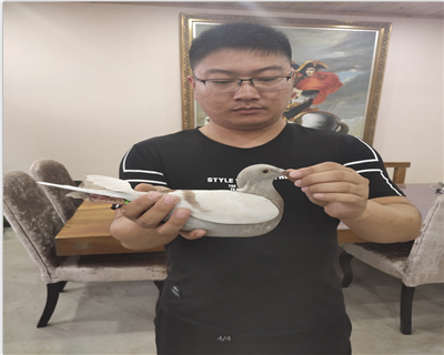 影視鴿業精選,父親詹森血統,母親“小迪克”近親回血