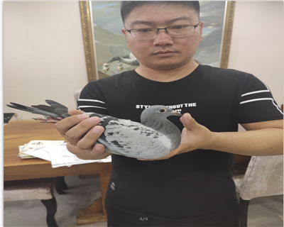 影視鴿業精選幼鴿,凡阿鴻原舍子代,百萬號血統