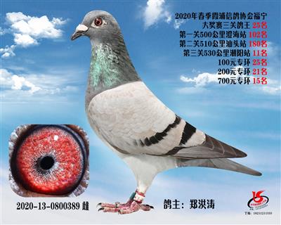 霞浦鴿協三關鴿王25名