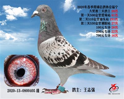霞浦鴿協三關鴿王26名