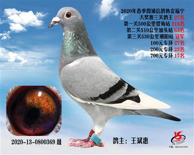 霞浦鴿協三關鴿王27名