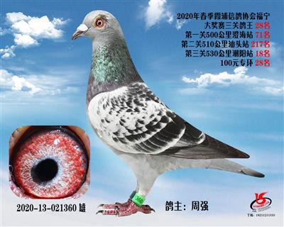 霞浦鴿協三關鴿王28名