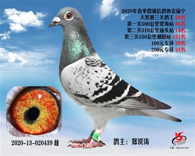 霞浦鴿協三關鴿王29名