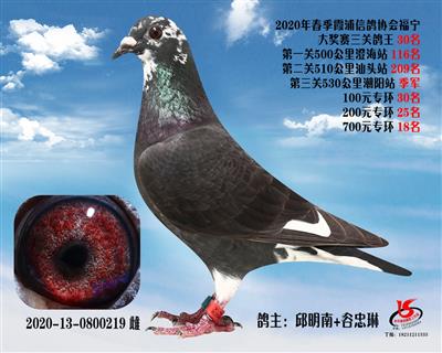 霞浦鴿協三關鴿王30名