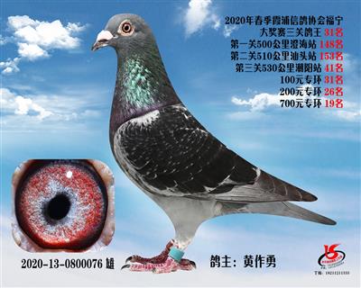 霞浦鴿協三關鴿王31名